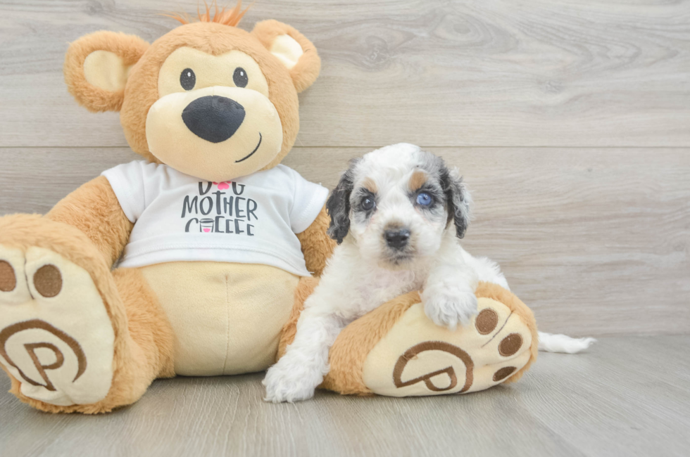 5 week old Cockapoo Puppy For Sale - Premier Pups