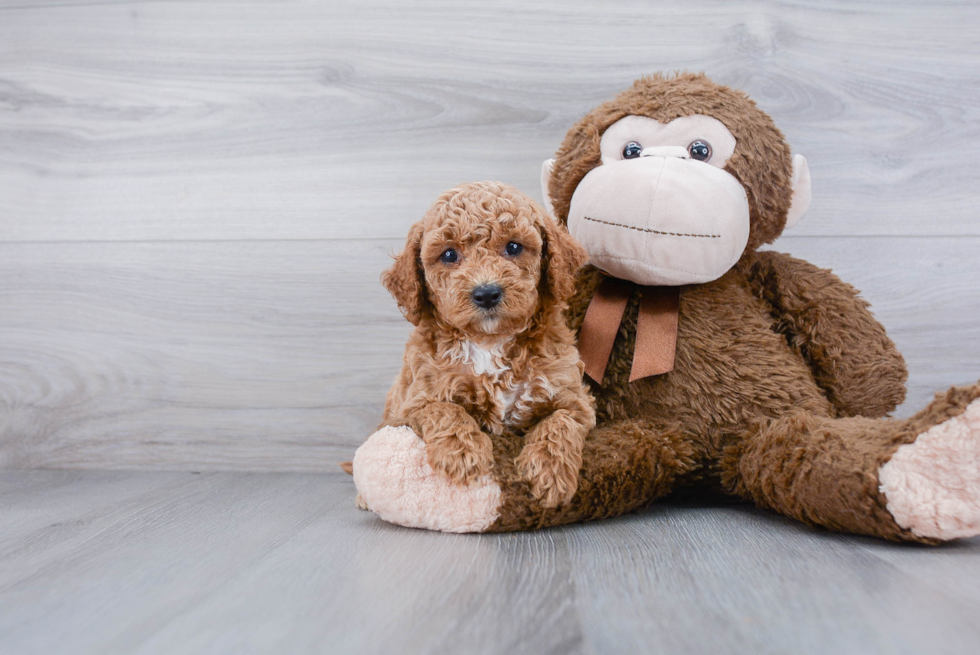 Cockapoo Puppy for Adoption