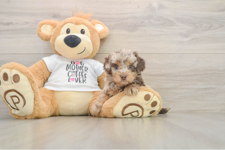 Hypoallergenic Cocker Doodle Poodle Mix Puppy