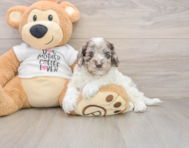 7 week old Cockapoo Puppy For Sale - Premier Pups