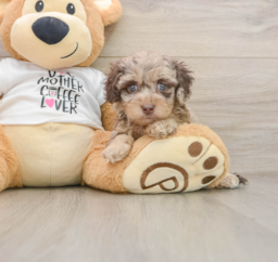 5 week old Cockapoo Puppy For Sale - Premier Pups