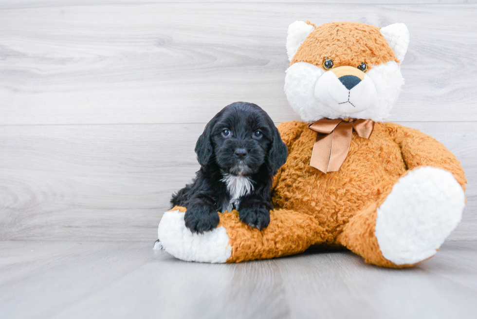 Cockapoo Puppy for Adoption