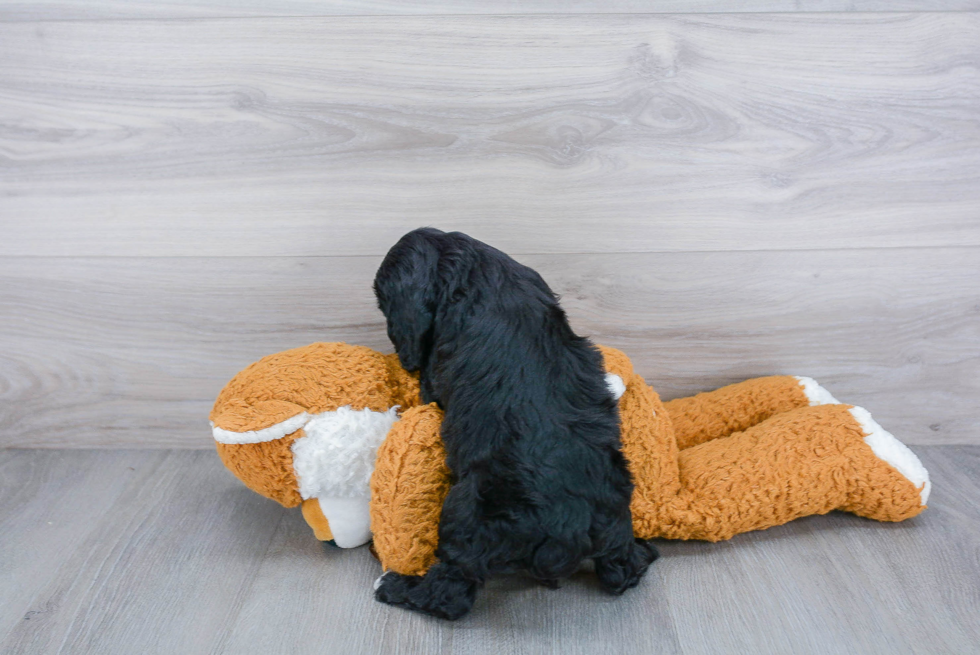 Petite Cockapoo Poodle Mix Pup