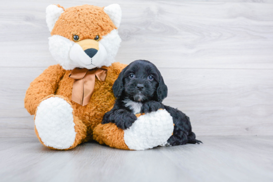 Sweet Cockapoo Baby