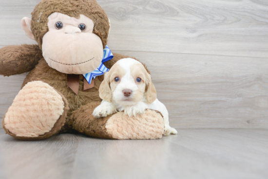 Sweet Cockapoo Baby