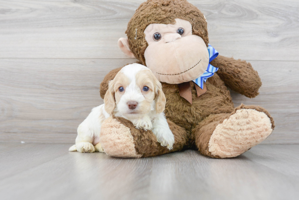 Best Cockapoo Baby