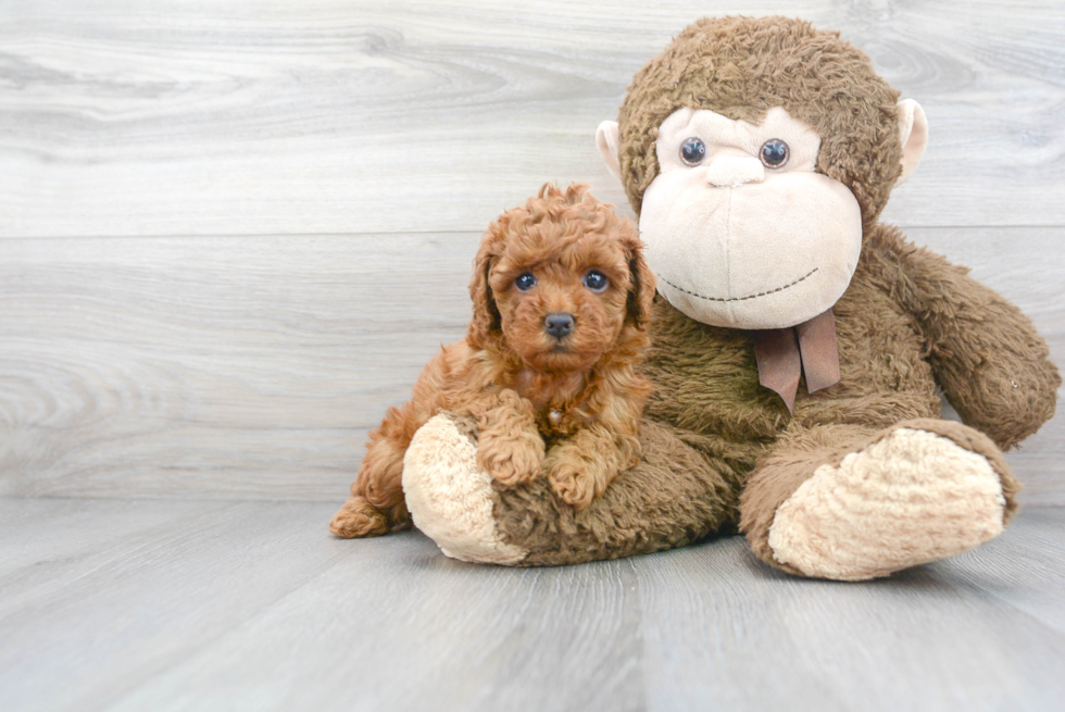 Cockapoo Pup Being Cute