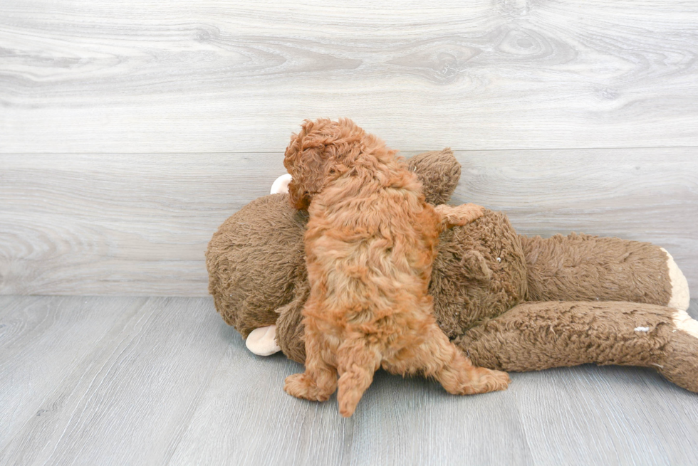 Cockapoo Pup Being Cute