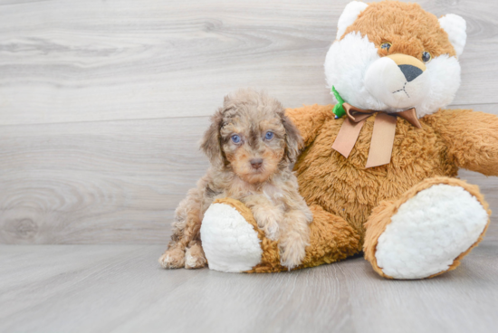 Adorable Cockerpoo Poodle Mix Puppy