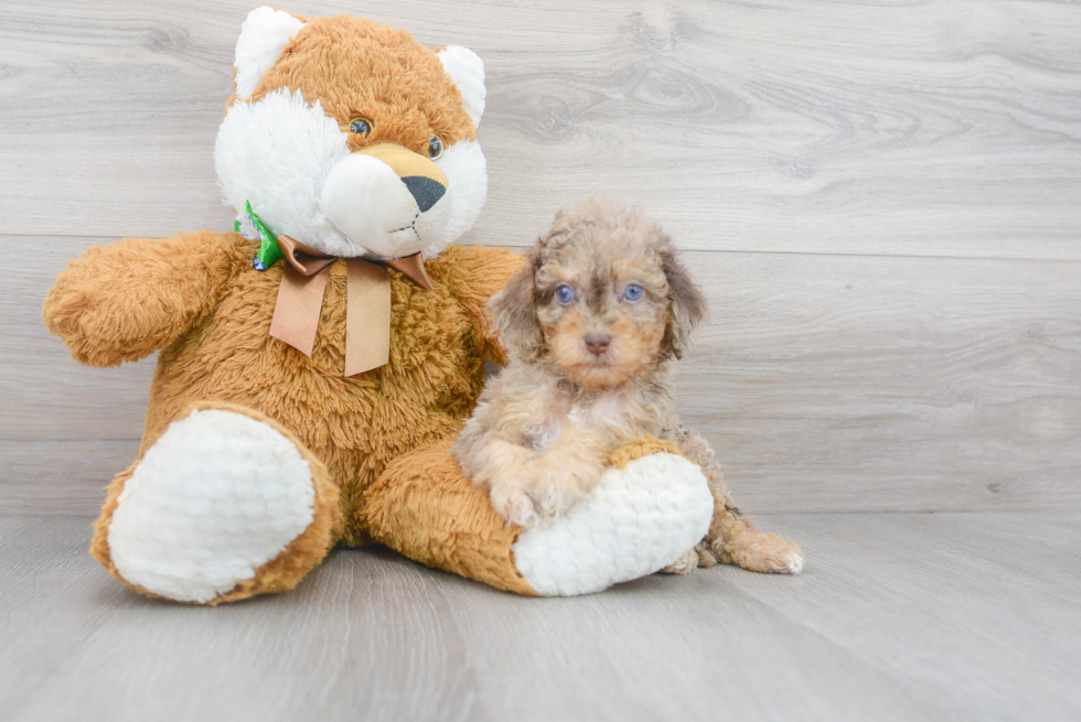 Playful Cockerpoo Poodle Mix Puppy