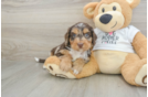 Funny Cockapoo Poodle Mix Pup