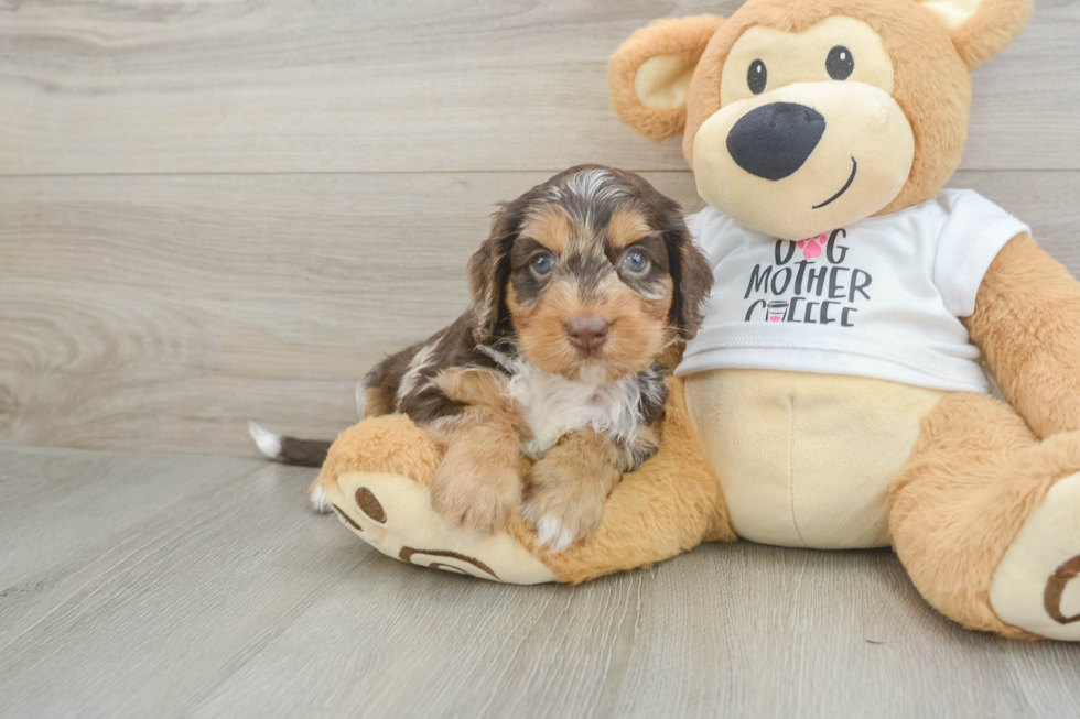 Funny Cockapoo Poodle Mix Pup