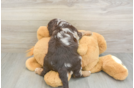 Cockapoo Puppy for Adoption