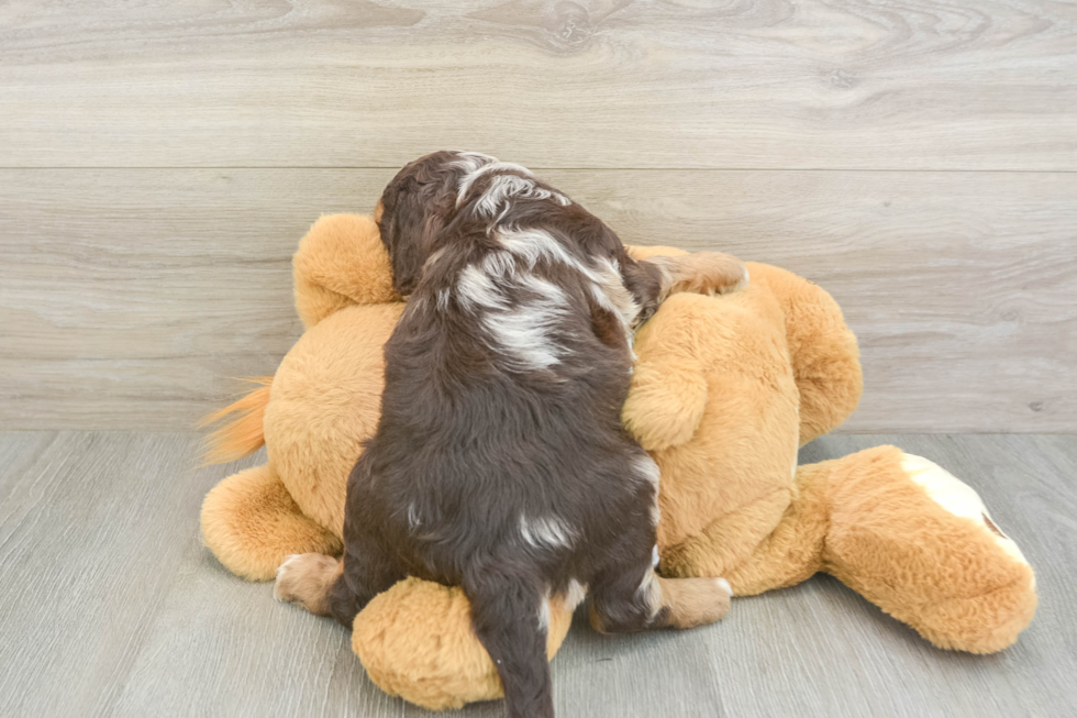 Cockapoo Puppy for Adoption