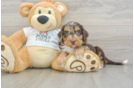 Friendly Cockapoo Baby