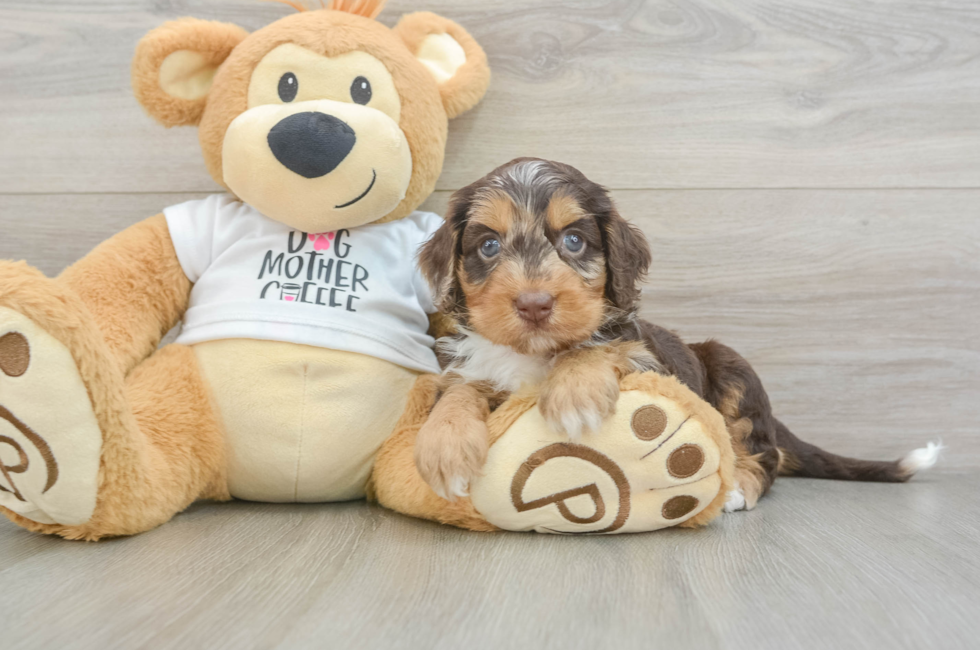5 week old Cockapoo Puppy For Sale - Premier Pups