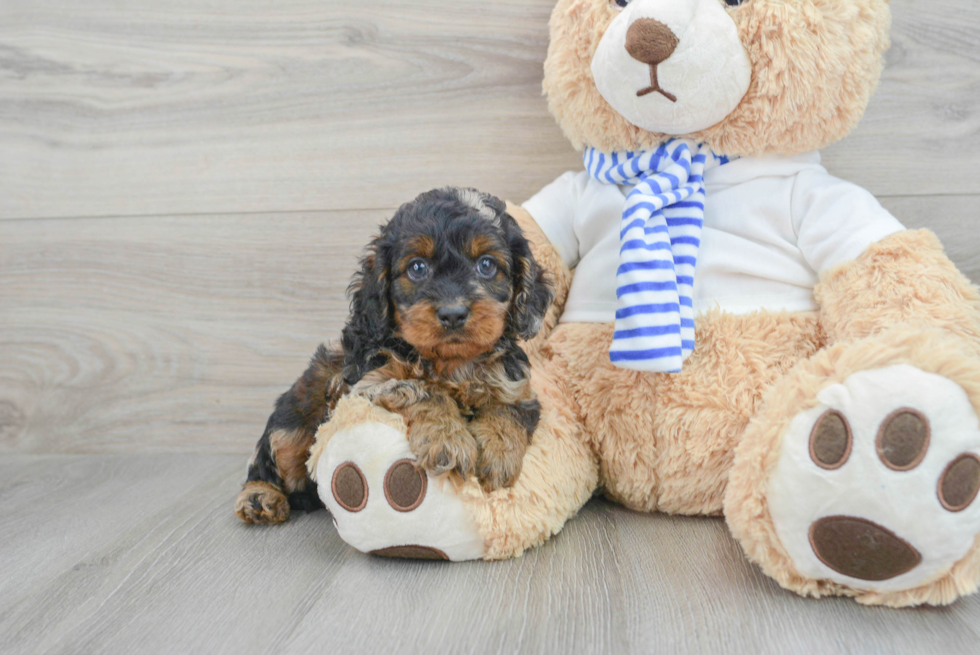 Cockapoo Puppy for Adoption