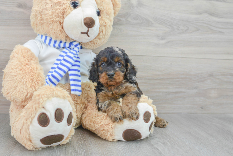 Fluffy Cockapoo Poodle Mix Pup