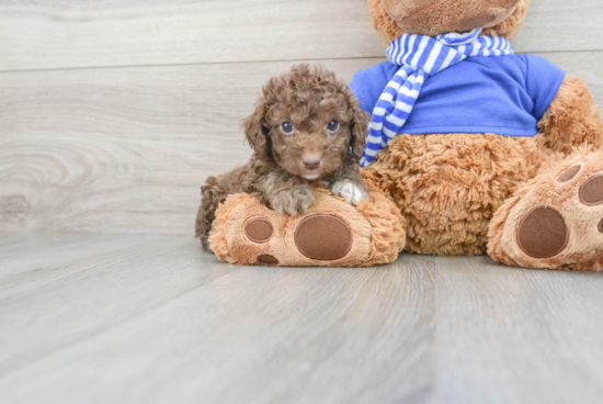 Energetic Cockerpoo Poodle Mix Puppy