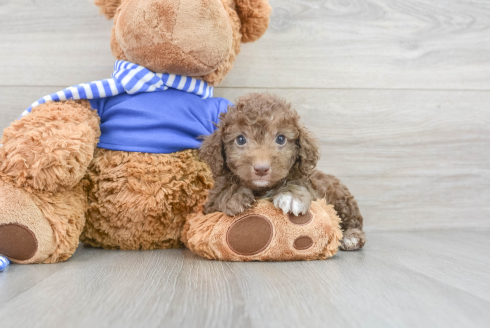 Cockapoo Pup Being Cute