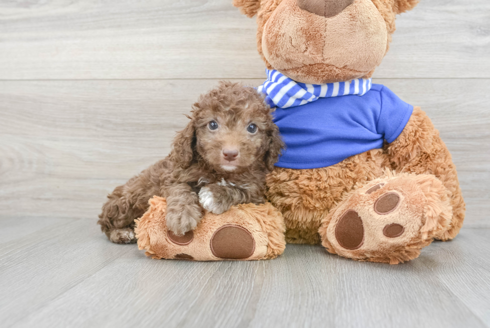 Cockapoo Puppy for Adoption