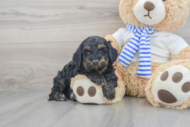 Cockapoo Pup Being Cute