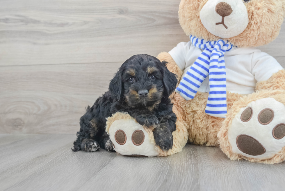 Cockapoo Pup Being Cute