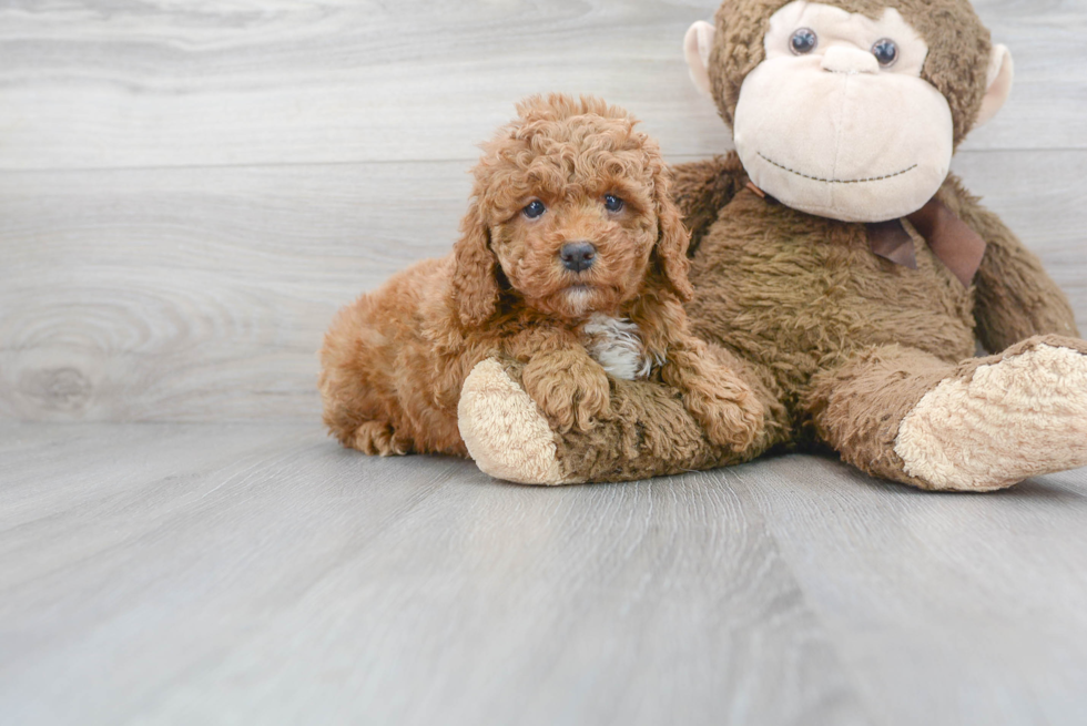 Smart Cockapoo Poodle Mix Pup