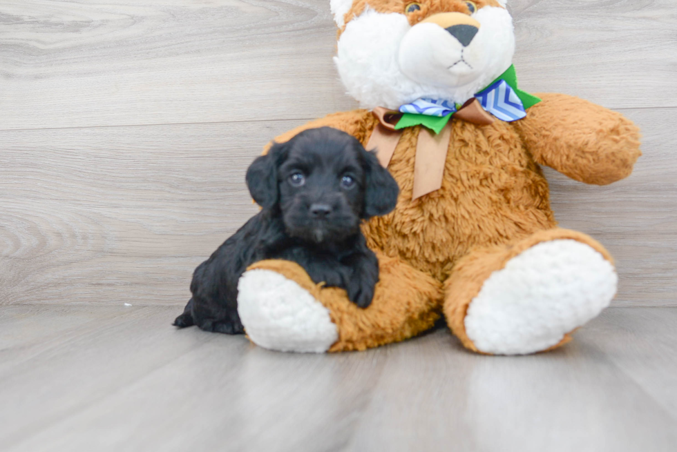 Sweet Cockapoo Baby