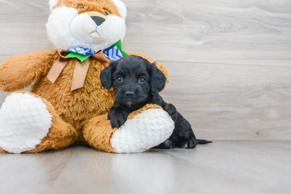 Cockapoo Puppy for Adoption