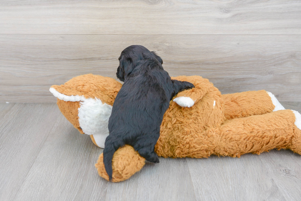 Cockapoo Pup Being Cute