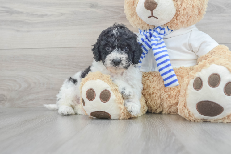 Cockapoo Pup Being Cute