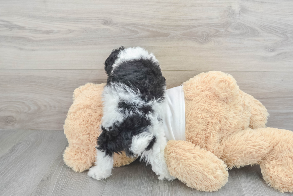 Cockapoo Pup Being Cute