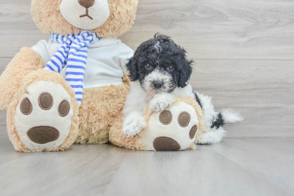 Best Cockapoo Baby