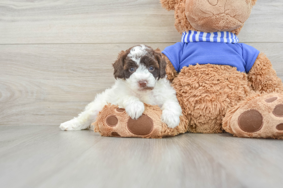 5 week old Cockapoo Puppy For Sale - Premier Pups