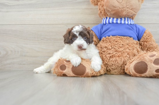 Best Cockapoo Baby