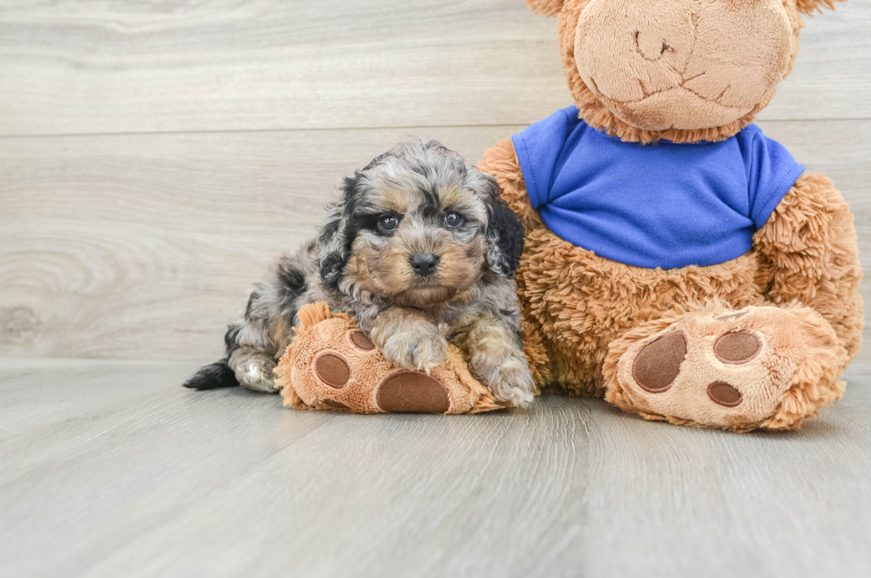 5 week old Cockapoo Puppy For Sale - Premier Pups