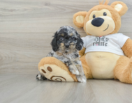 6 week old Cockapoo Puppy For Sale - Premier Pups