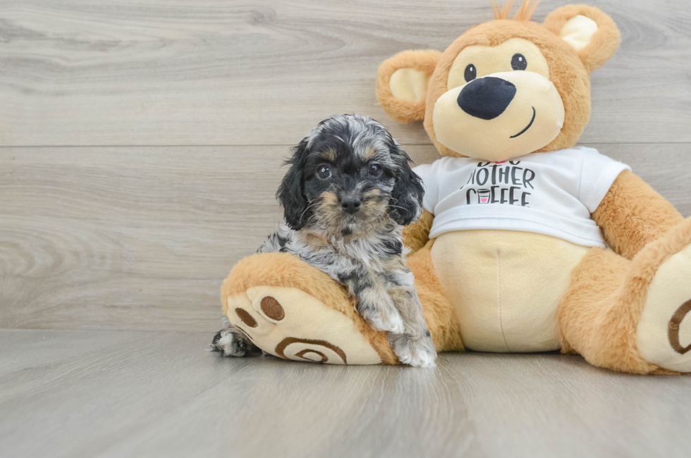 6 week old Cockapoo Puppy For Sale - Premier Pups