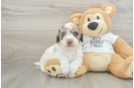 Hypoallergenic Cocker Doodle Poodle Mix Puppy