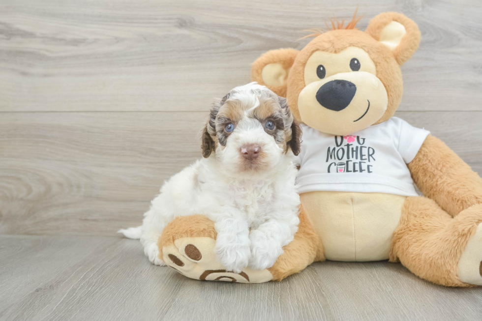 Hypoallergenic Cocker Doodle Poodle Mix Puppy