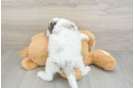 Smart Cockapoo Poodle Mix Pup