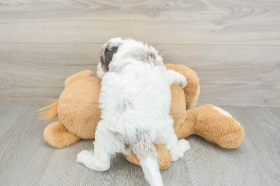 Smart Cockapoo Poodle Mix Pup