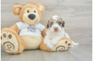 Best Cockapoo Baby