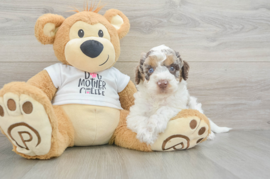 Best Cockapoo Baby