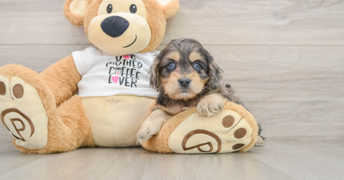 Funny Cockapoo Kash: 5lb 1oz Doodle Puppy