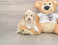 6 week old Cockapoo Puppy For Sale - Premier Pups