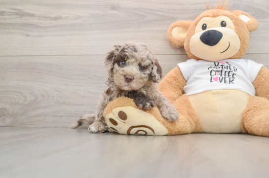 Cockapoo Puppy for Adoption