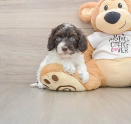 5 week old Cockapoo Puppy For Sale - Premier Pups