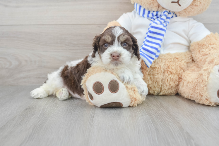 Cockapoo Pup Being Cute